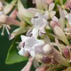 Abelia chinensis