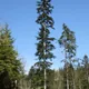European silver fir