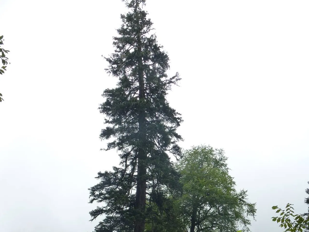Caucasian fir