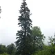 Caucasian fir
