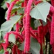 Chenille plant