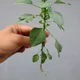 Acalypha indica
