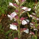 Oyster plant