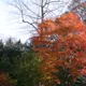 Japanese maple