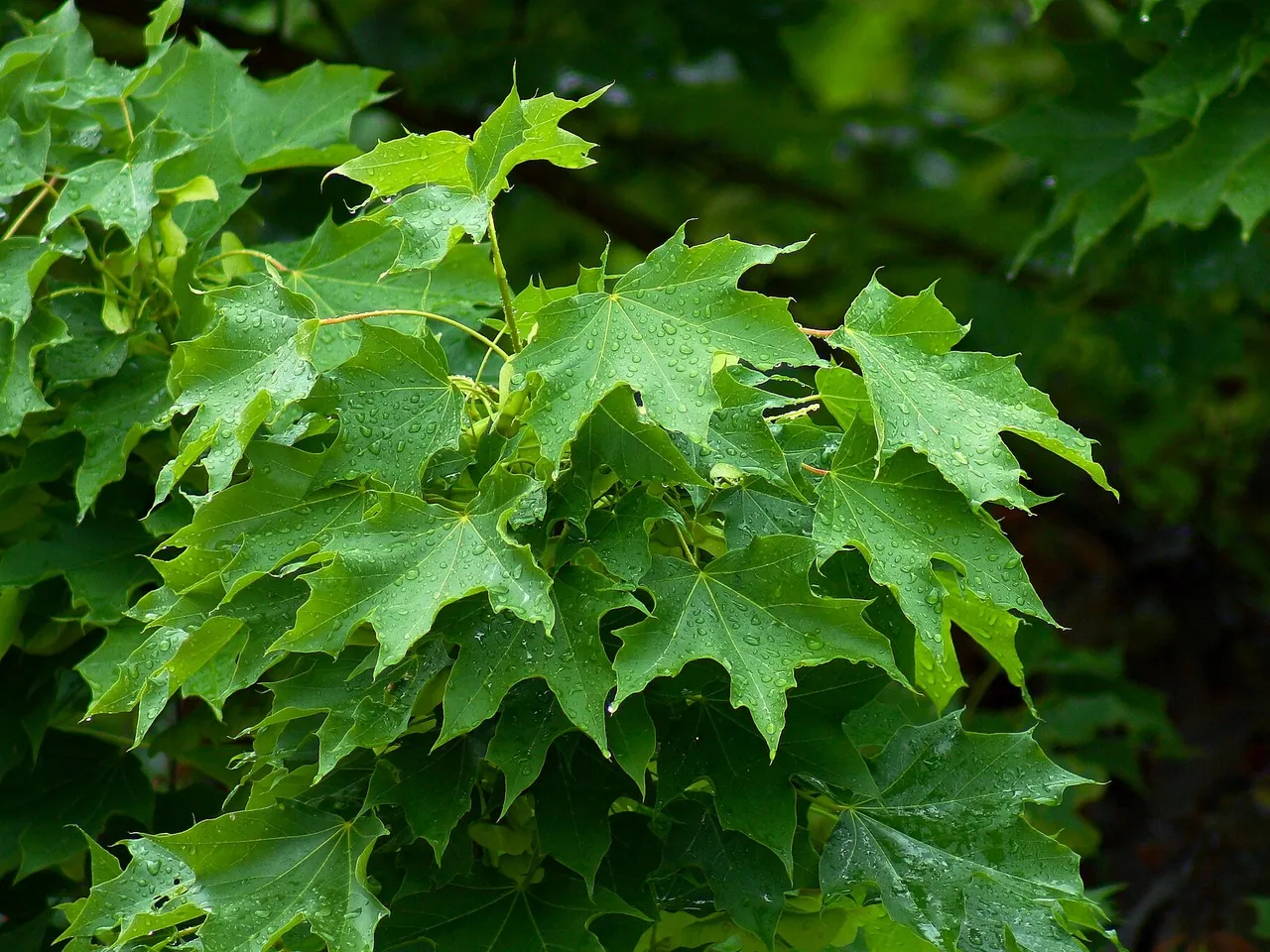 Norway maple