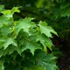Norway maple