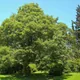 Sycamore