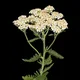 Common yarrow