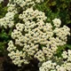 Achillea nobilis