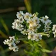 Sneezeweed