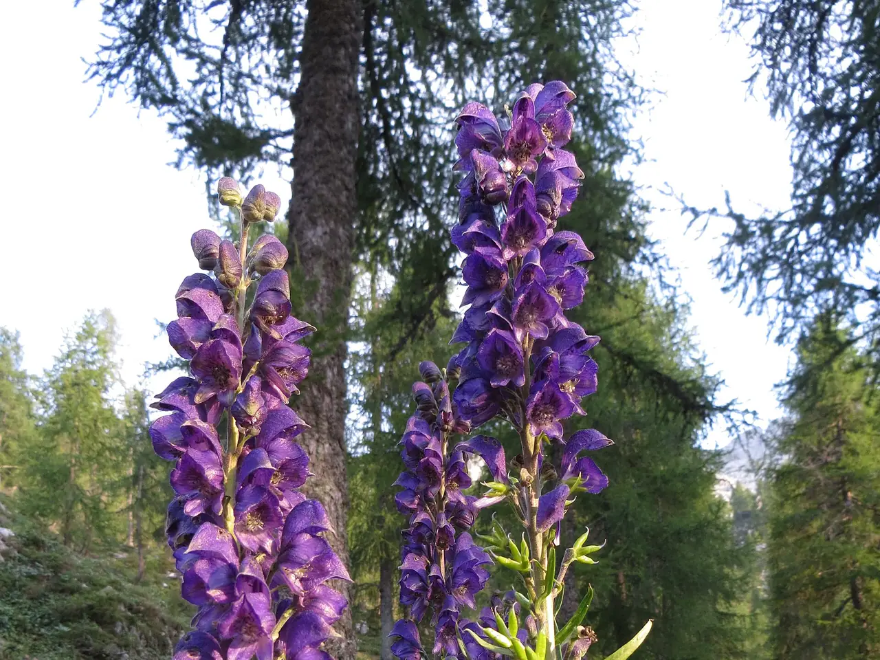 Aconite
