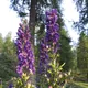 Aconite