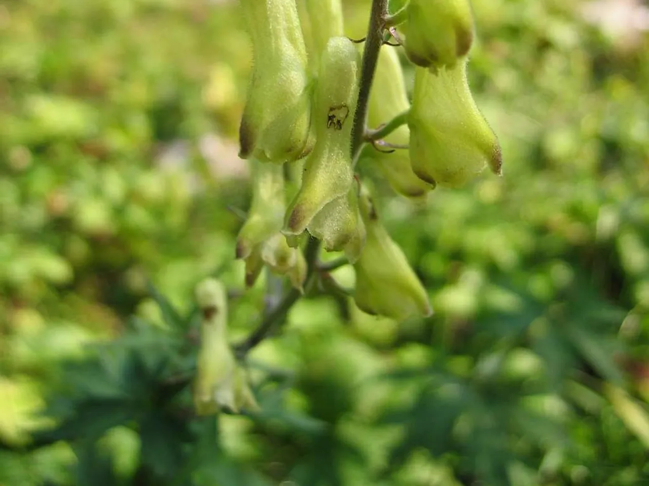Aconitum vulparia