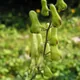 Aconitum vulparia