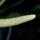 Calamus
