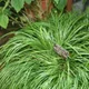 Grass-leaf sweet-flag