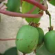 Hardy kiwi