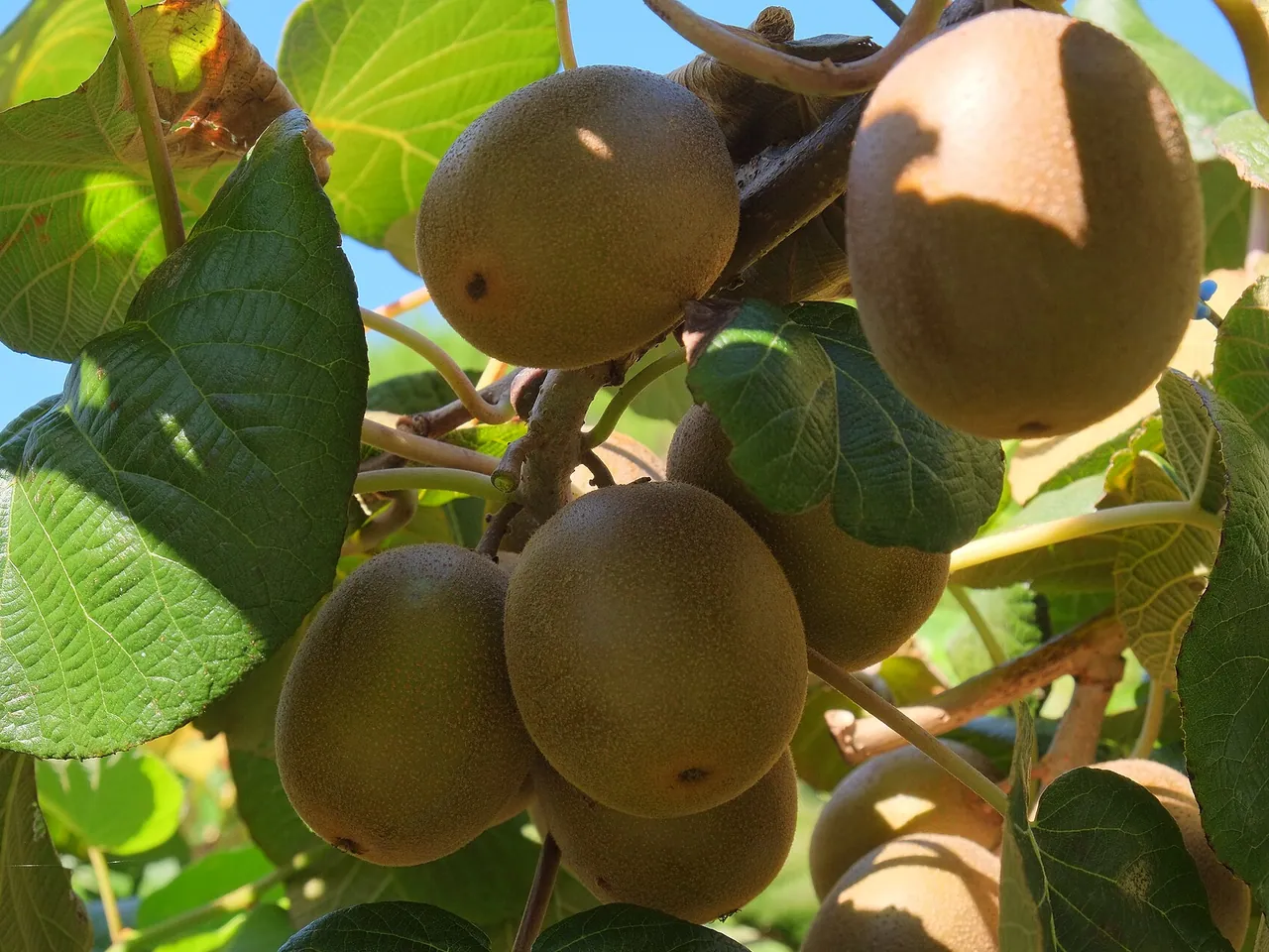 Chinese gooseberry