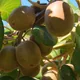 Chinese gooseberry