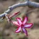 Adenium multiflorum