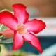 Desert rose