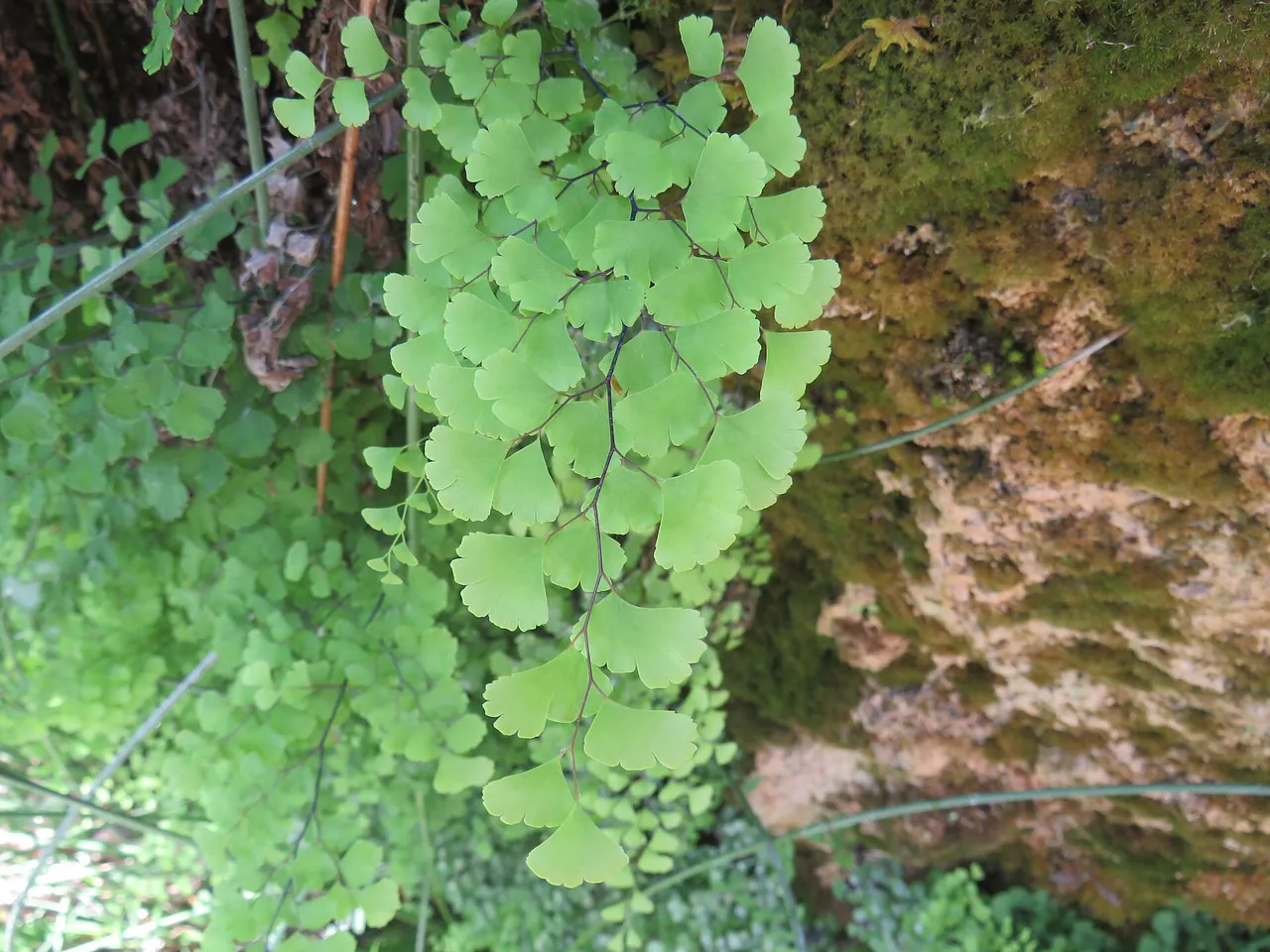 Australian maidenhair fern