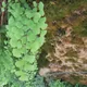 Australian maidenhair fern