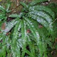 Adiantum hispidulum