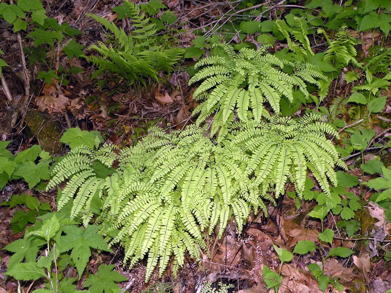 Adiantum pedatum