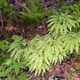 Adiantum pedatum