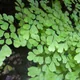 Maidenhair fern