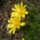 Adonis vernalis