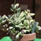 Adromischus cooperi