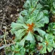 Adromischus cristatus