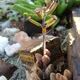 Adromischus filicaulis