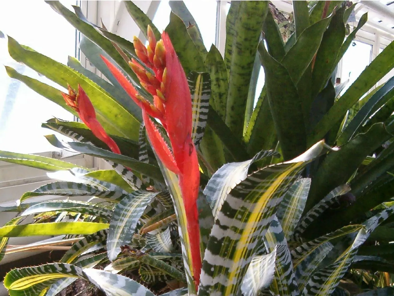 Aechmea chantinii