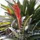 Aechmea chantinii