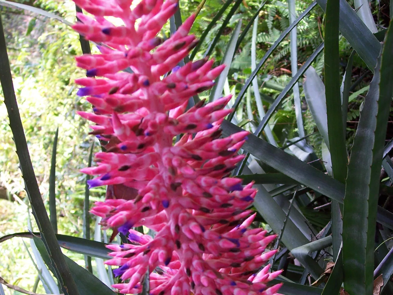 Brazilian vaseplant