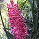 Brazilian vaseplant