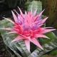 Urn plant
