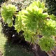 Aeonium arboreum