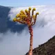 Aeonium aureum