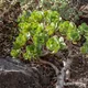 Aeonium glutinosum