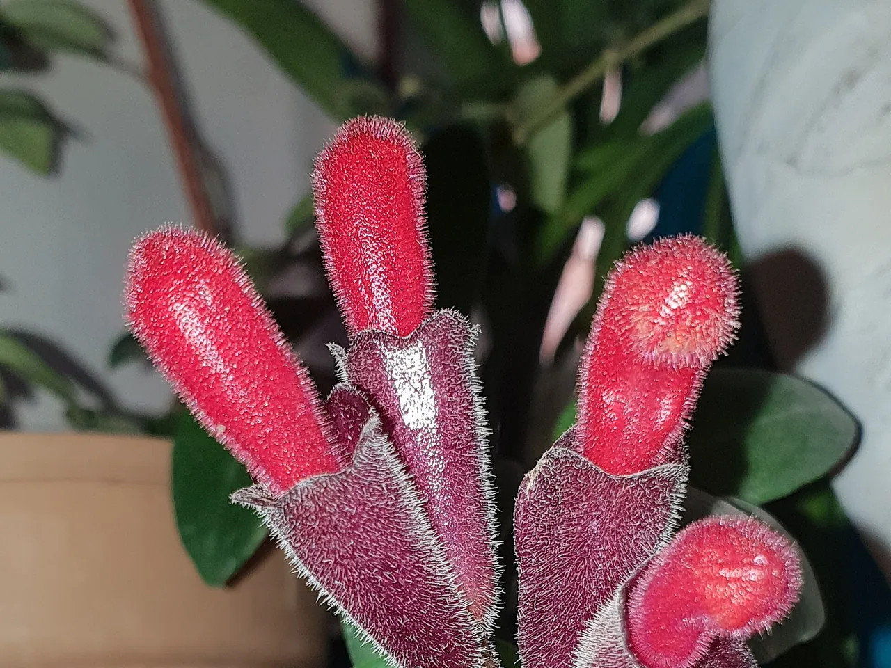 Lipstick plant