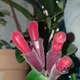 Lipstick plant