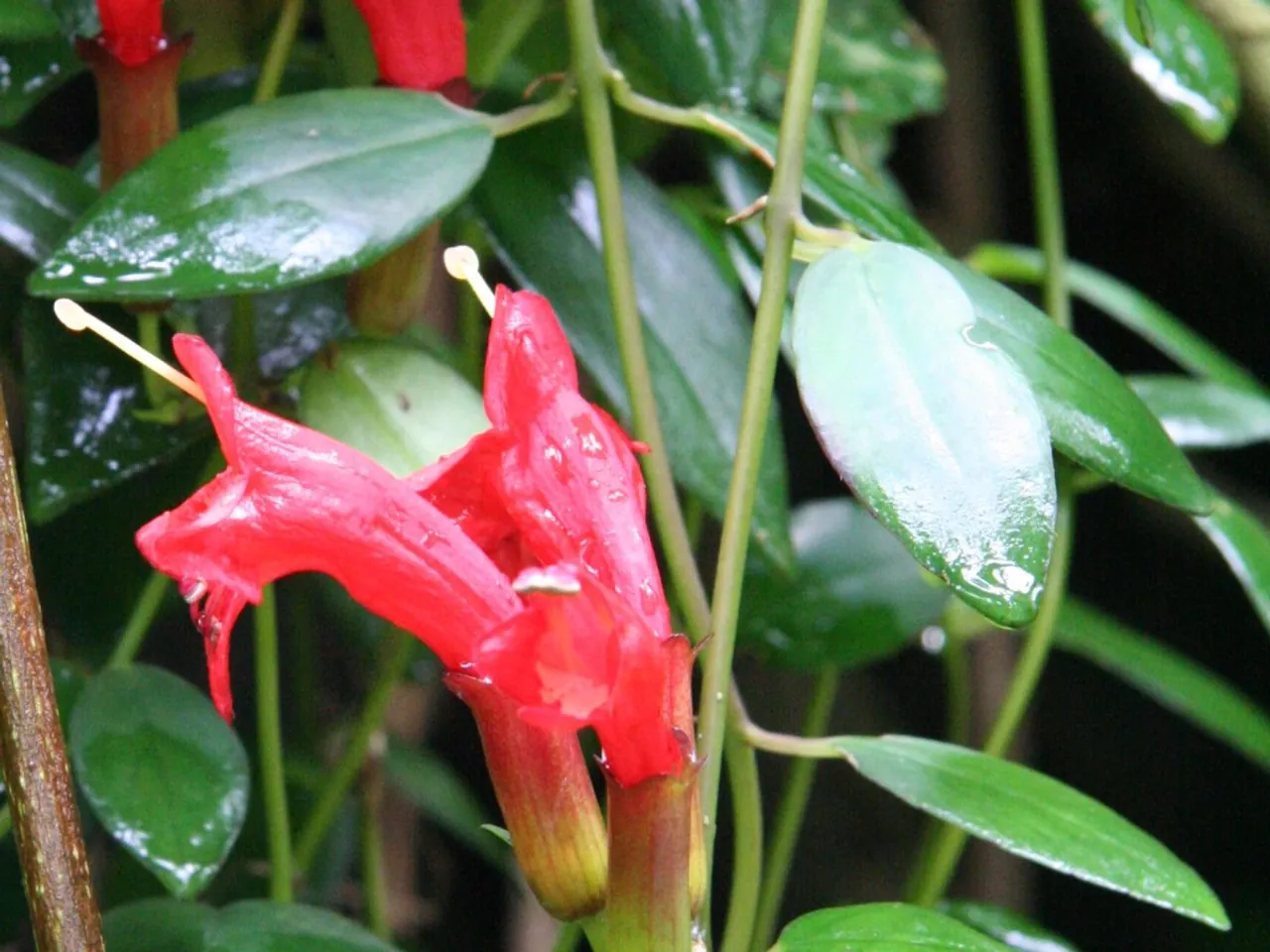 Aeschynanthus radicans
