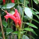 Aeschynanthus radicans