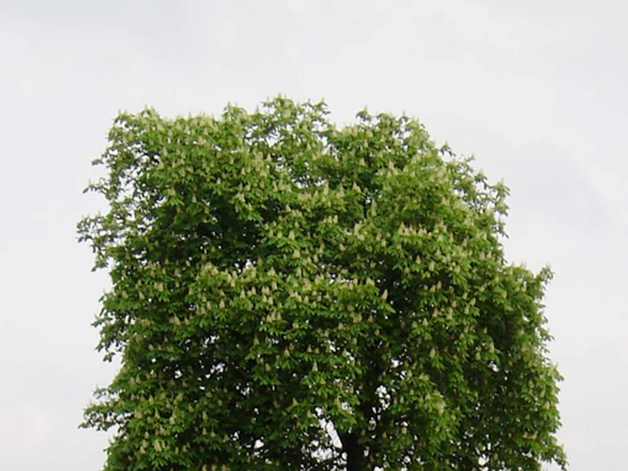 Buckeye