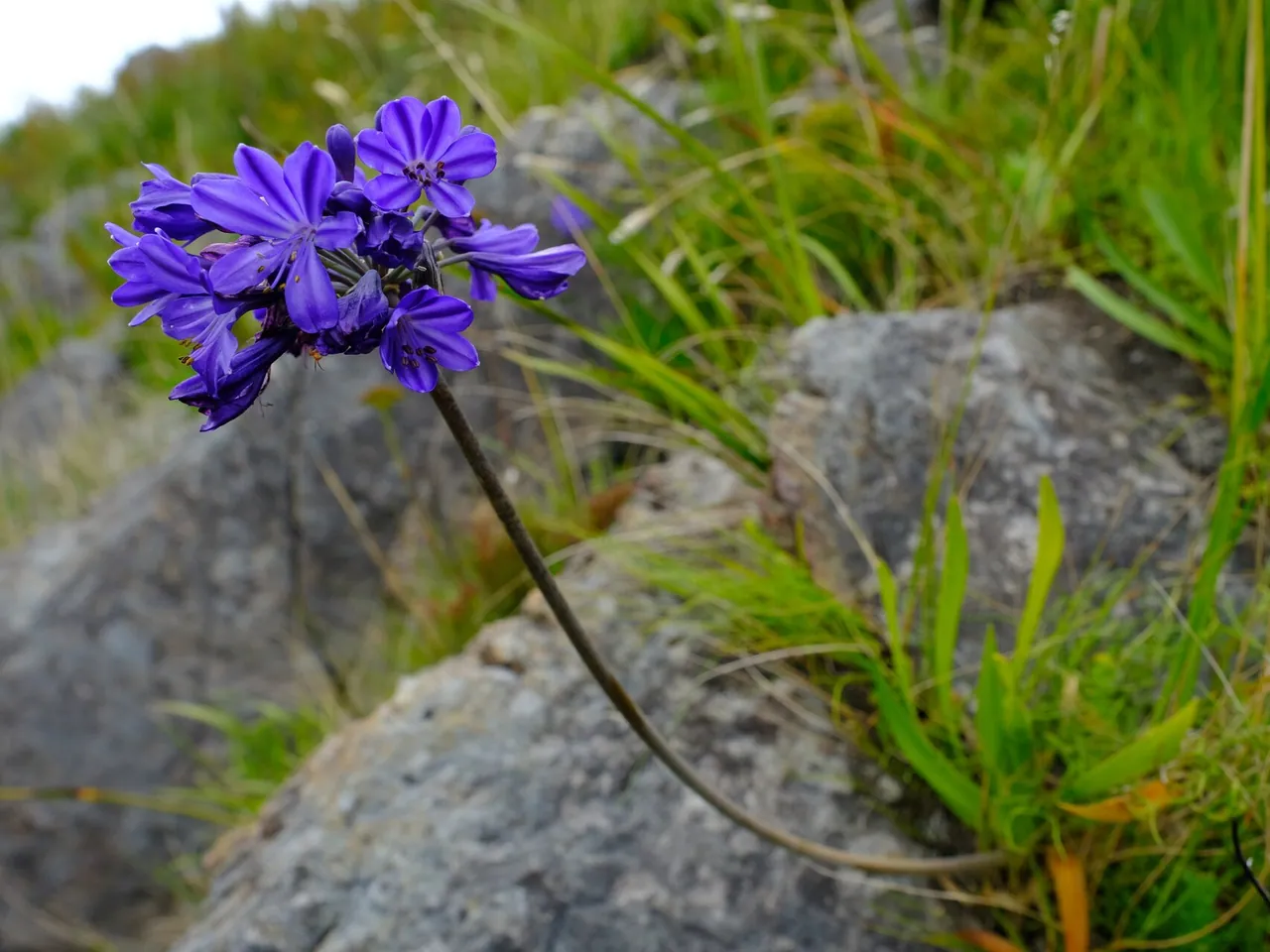 African lily