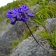 African lily